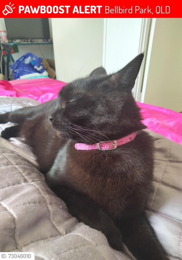 Lost Male Cat last seen Van Wyk court, Bellbird Park, QLD 4300
