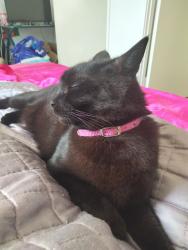 Lost Male Cat last seen Van Wyk court, Bellbird Park, QLD 4300