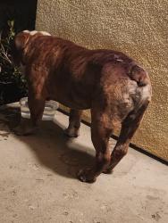 Found/Stray Male Dog last seen Near west kamala st oxnard ca 93033, Oxnard, CA 93033