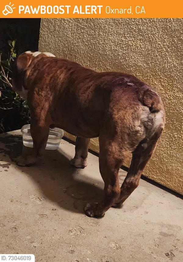 Found/Stray Male Dog last seen Near west kamala st oxnard ca 93033, Oxnard, CA 93033