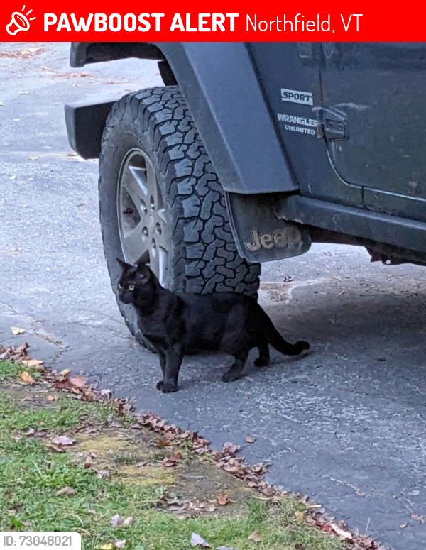 Lost Male Cat last seen At a T of Northfield Rd and rabbit hollow, Northfield, VT 05663