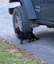 Lost Male Cat last seen At a T of Northfield Rd and rabbit hollow, Northfield, VT 05663