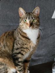 Lost Female Cat last seen Jackson Highlands, Jackson, NH 03846