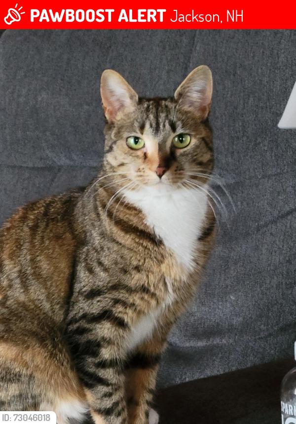 Lost Female Cat last seen Jackson Highlands, Jackson, NH 03846
