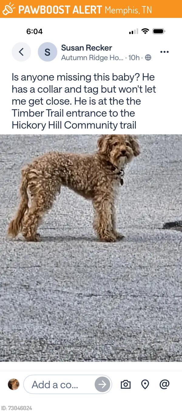 Found/Stray Unknown Dog last seen Hickory Hill community Trail, Memphis, TN 38103