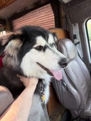Lost Female Dog last seen White Hawk dr and feathweu, Anchorage, AK 99507