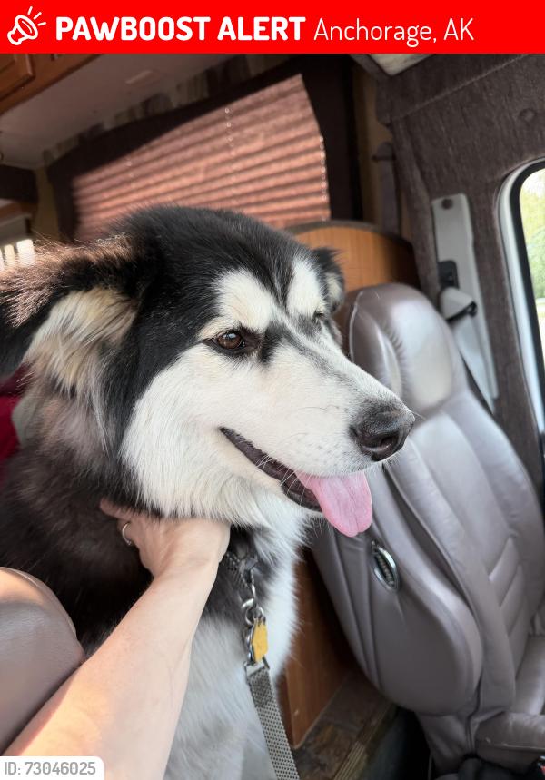 Lost Female Dog last seen White Hawk dr and feathweu, Anchorage, AK 99507