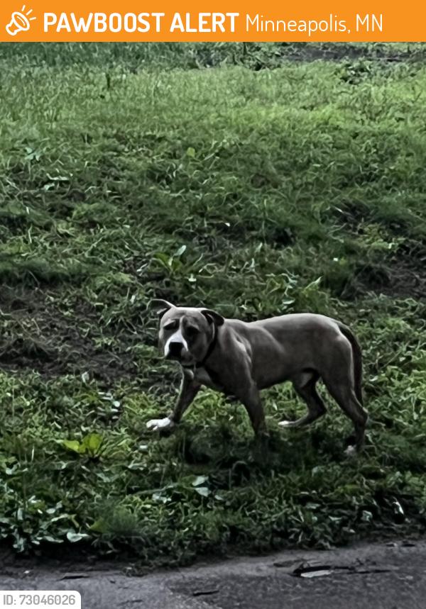 Found/Stray Male Dog last seen Exploration High School, Minneapolis, MN 55411