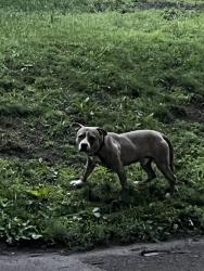 Found/Stray Male Dog last seen Exploration High School, Minneapolis, MN 55411