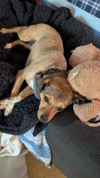 Reunited Male Dog last seen Near the Sheetz off exit 145 on 40, Burlington, NC 27215