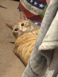 Lost Male Cat last seen Ausable chasm campground, Ausable Chasm, NY 12911