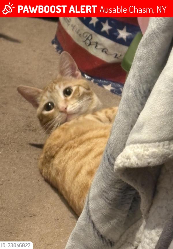 Lost Male Cat last seen Ausable chasm campground, Ausable Chasm, NY 12911