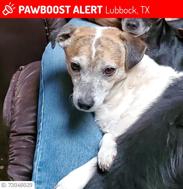Lost Male Dog last seen 57th and Ave U, Lubbock, TX 79412