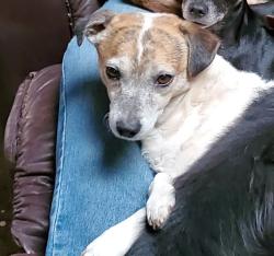 Lost Male Dog last seen 57th and Ave U, Lubbock, TX 79412