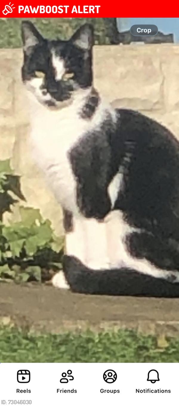 Lost Female Cat last seen S350ga, Oughtibridge, England S35