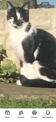 Lost Female Cat last seen S350ga, Oughtibridge, England S35