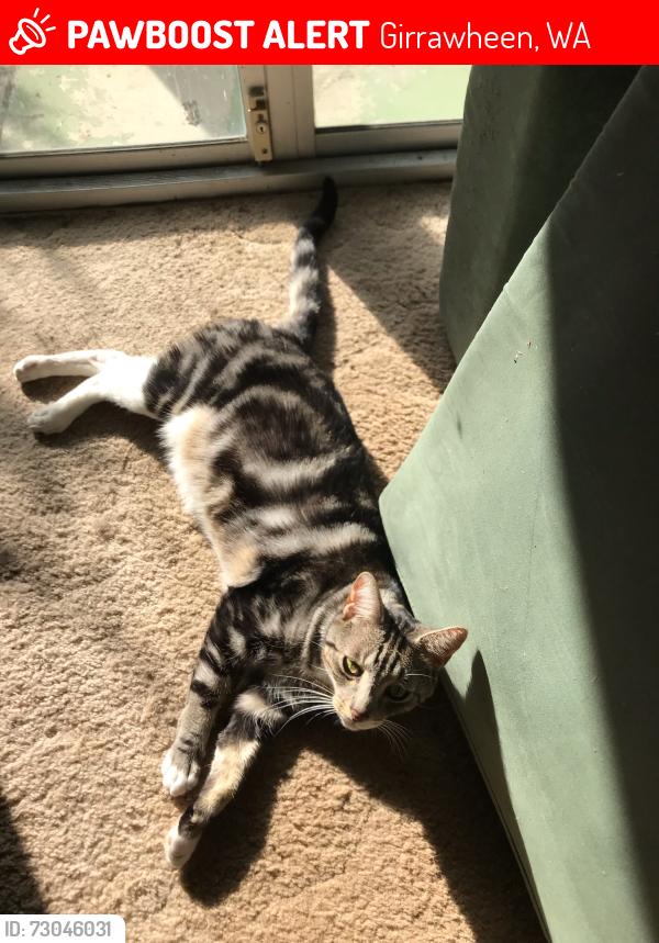 Lost Male Cat last seen Hainsworth, Girrawheen, WA 6064