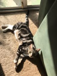 Lost Male Cat last seen Hainsworth, Girrawheen, WA 6064