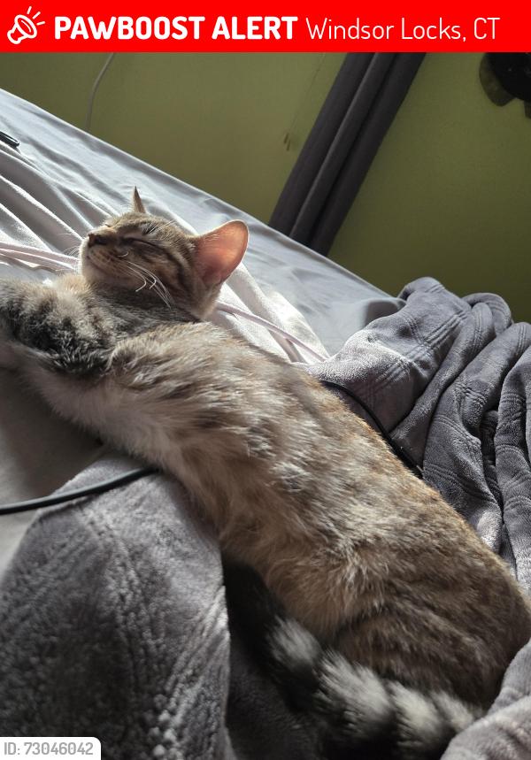 Lost Male Cat last seen Pershing Road, Windsor Locks, CT 06096