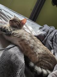 Lost Male Cat last seen Pershing Road, Windsor Locks, CT 06096