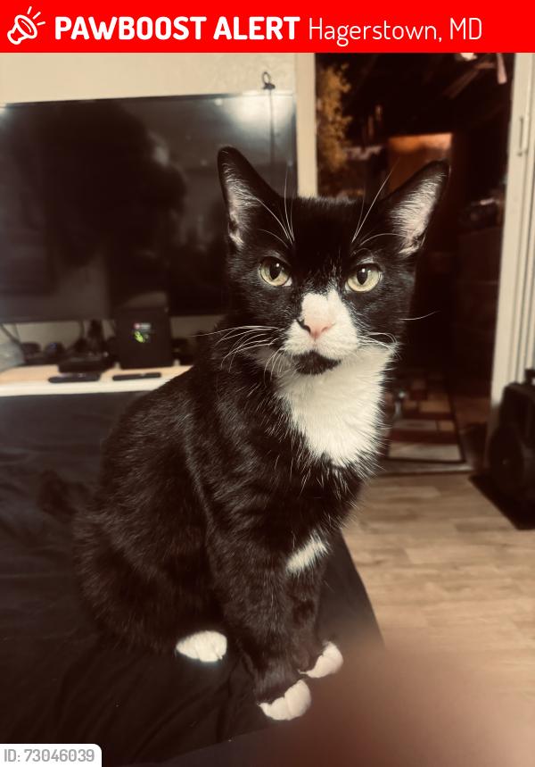 Lost Male Cat last seen Near Jonathan Street , Hagerstown, MD 21740