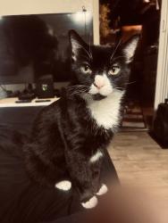Lost Male Cat last seen Near Jonathan Street , Hagerstown, MD 21740