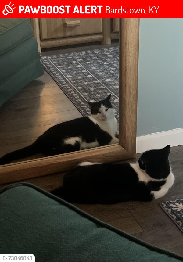 Lost Male Cat last seen Templin Ave. and Hillcrest Drive., Bardstown, KY 40004