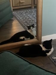 Lost Male Cat last seen Templin Ave. and Hillcrest Drive., Bardstown, KY 40004