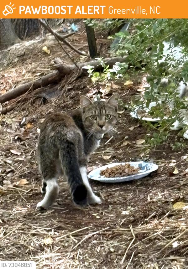Found/Stray Unknown Cat last seen Landmark Street Greenville, NC, Greenville, NC 27834
