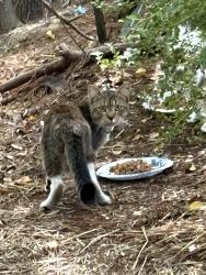 Found/Stray Unknown Cat last seen Landmark Street Greenville, NC, Greenville, NC 27834
