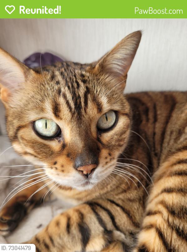 Reunited Female Cat last seen By the canal, housing side, Staffordshire, England WS15 2EY
