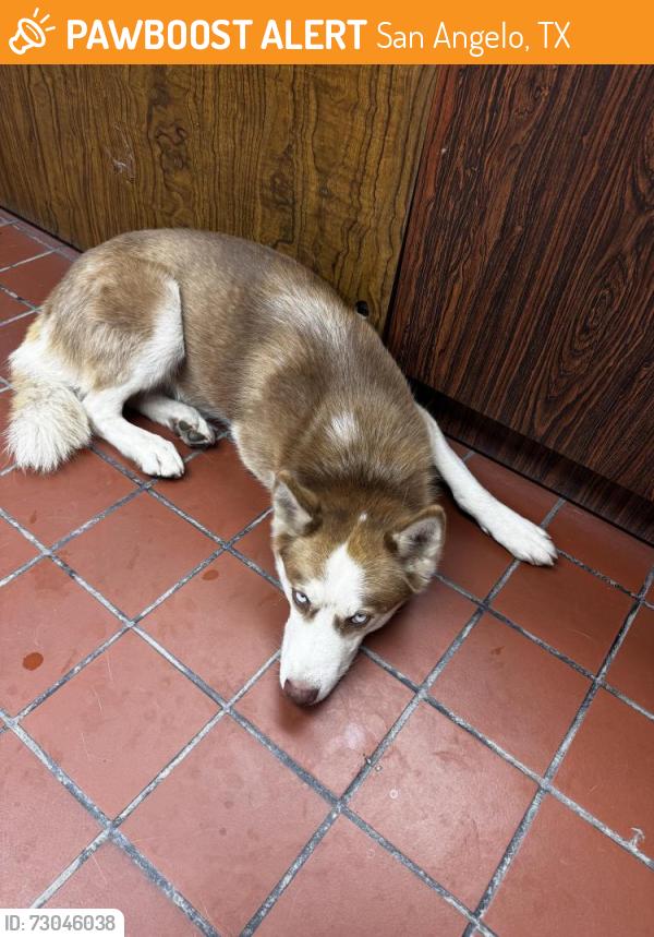 Found/Stray Male Dog last seen UPS, San Angelo, TX 76905