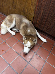 Found/Stray Male Dog last seen UPS, San Angelo, TX 76905