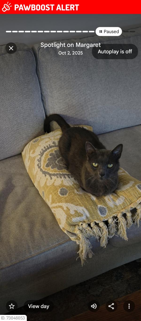 Lost Female Cat last seen 4th St & 17th Ave, Vero Beach South, FL 32962