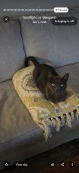 Lost Female Cat last seen 4th St & 17th Ave, Vero Beach South, FL 32962