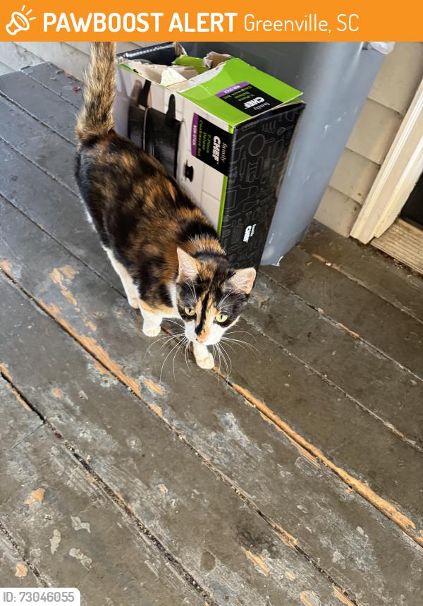 Found/Stray Female Cat last seen Near Cleveland street, Greenville, SC 29601
