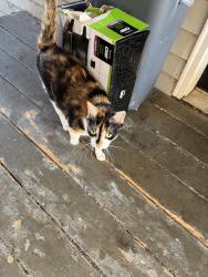 Found/Stray Female Cat last seen Near Cleveland street, Greenville, SC 29601