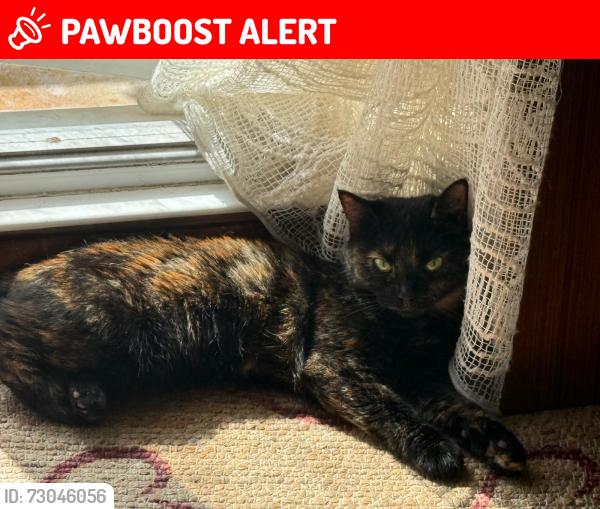 Lost Female Cat last seen Hind Grove Food and Wine, Greater London, England E14 6HT