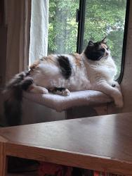 Lost Female Cat last seen Ryne road, Spruce Pine, NC 28777
