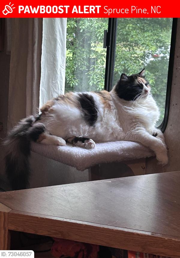 Lost Female Cat last seen Ryne road, Spruce Pine, NC 28777