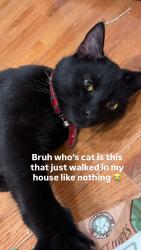 Found/Stray Male Cat last seen Near and Somerset St, Philadelphia, PA 19133