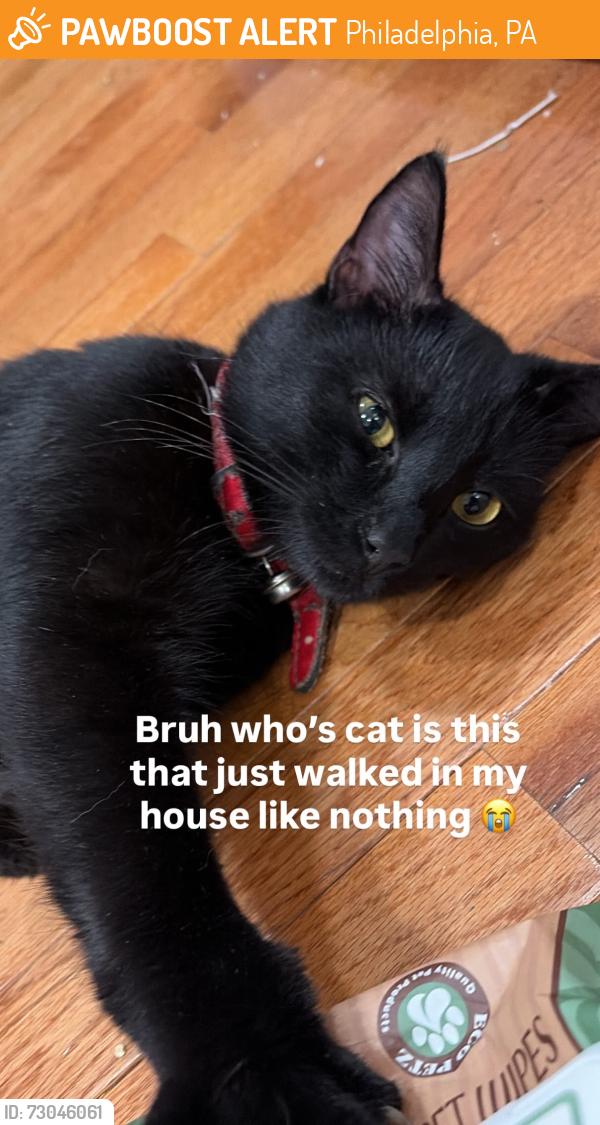 Found/Stray Male Cat last seen Near and Somerset St, Philadelphia, PA 19133