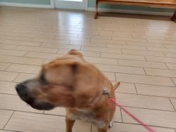 Lost Female Dog last seen Just around the community of my home address.Across the road playing with my other dog in the woods., Moultrie, GA 31788