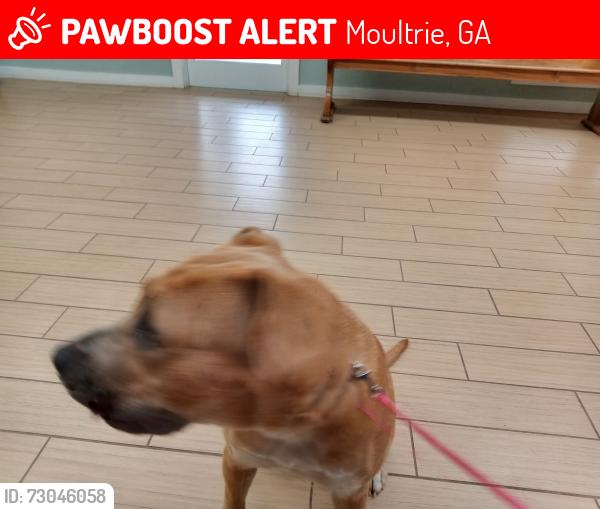 Lost Female Dog last seen Just around the community of my home address.Across the road playing with my other dog in the woods., Moultrie, GA 31788