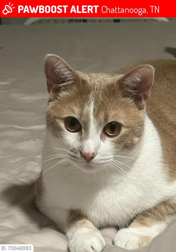 Lost Male Cat last seen Chickamauga dam park, Chattanooga, TN 37416