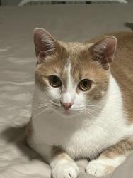 Lost Male Cat last seen Chickamauga dam park, Chattanooga, TN 37416
