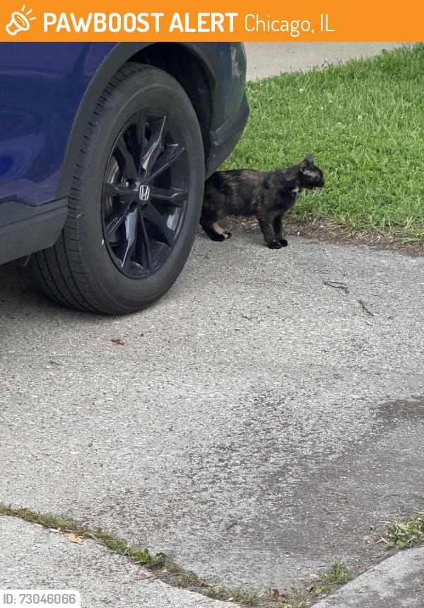 Found/Stray Unknown Cat last seen Wrightwood and Newland Ave, Chicago, IL 60707