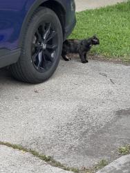 Found/Stray Unknown Cat last seen Wrightwood and Newland Ave, Chicago, IL 60707