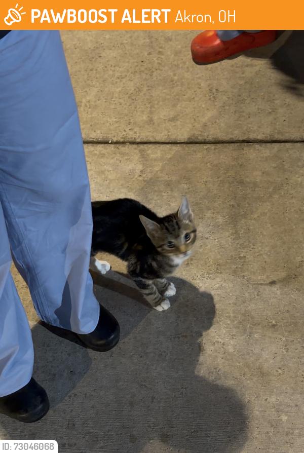 Found/Stray Unknown Cat last seen akron general avenue and Livingston street, Akron, OH 44308