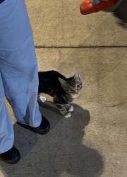 Found/Stray Unknown Cat last seen akron general avenue and Livingston street, Akron, OH 44308